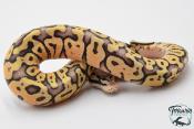 Python royal - Python regius Super Pastel