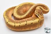 Python Royal - Python regius Spinner