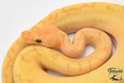Python royal - Python regius Banana Clown Pinstripe