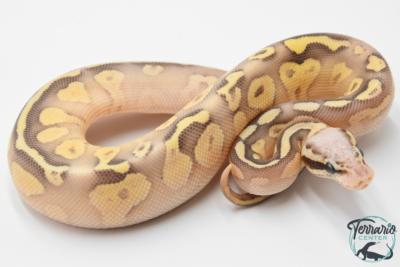 Python royal - Python regius Super Pastel Lesser