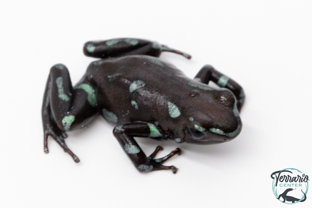 Dendrobates auratus - Dendrobate doré "Camouflage"
