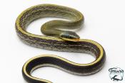 Orthriophis taeniurus Grabowskyi - Serpent-Ratier de Grabowskyi 
