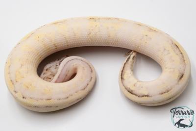 Python royal - Python regius Super Stripe Super Pastel