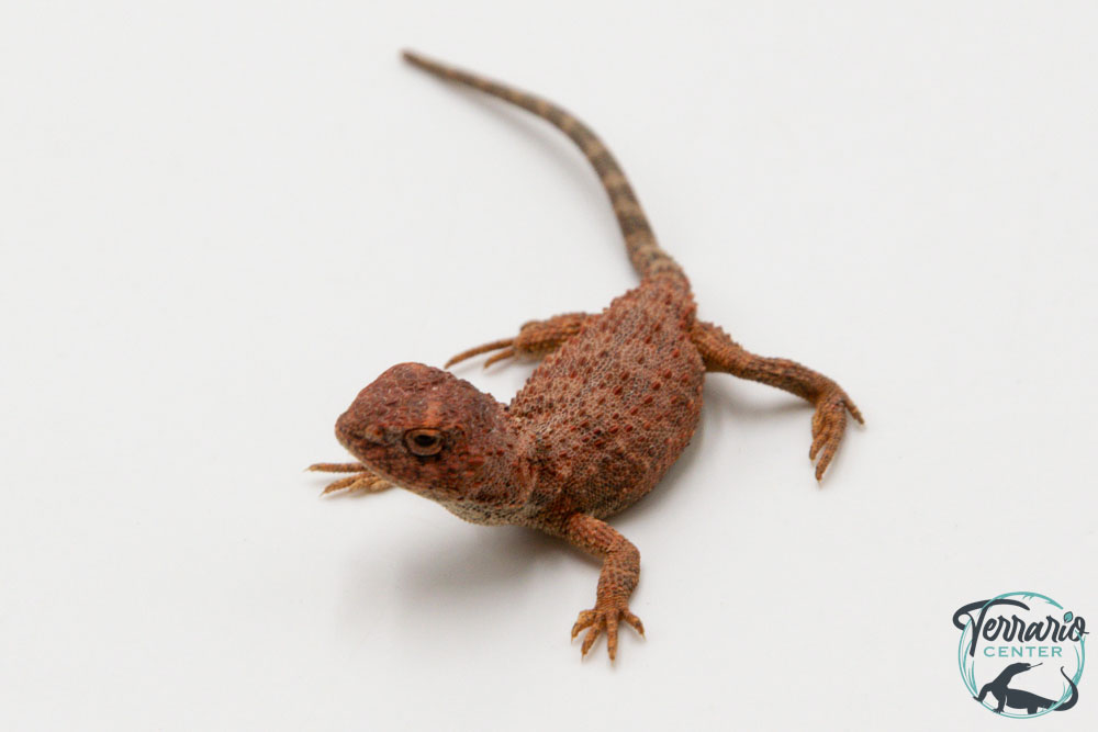 Tympanocryptis centralis -  Dragon sans oreilles australien