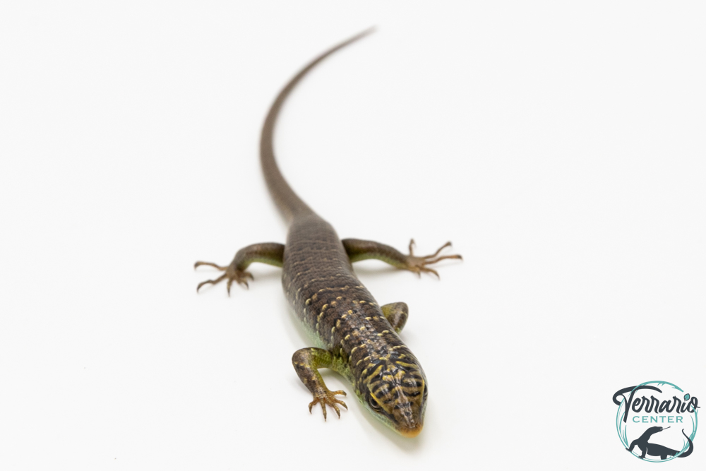 Dasia olivacea - Scinque de l'olivier