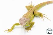 Iguana iguana - Iguane Vert juvénile (vert, lime green, rouge ou bleu)