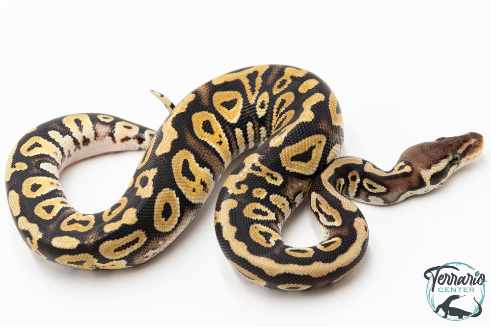 Python royal - Python regius Pastel