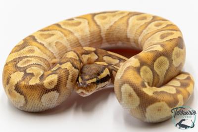 Python royal - Python regius Super Enchi Mojave Yellow Belly