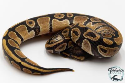 Python royal - Python regius Specter