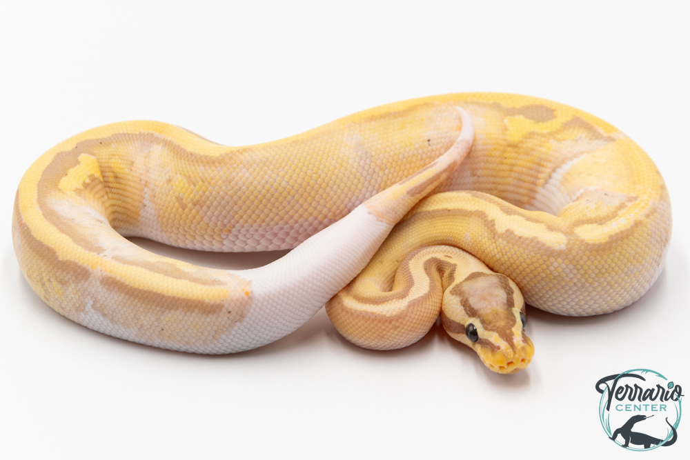 Python royal - Python regius Banana Pastel Piebald