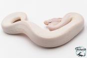 Python Royal - Python regius Leucistic