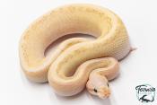 Python royal - Python Regius Vanilla Cream Pinstripe
