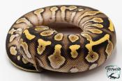 Python royal - Python regius Butter Yellow Belly
