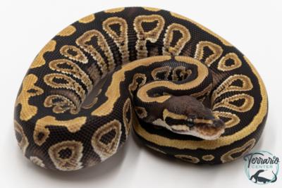 Python royal - Python regius Mojave
