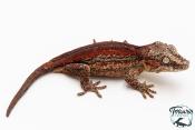 Rhacodactylus auriculatus - Gecko gargouille - NCUE 2025 - Femelle 01