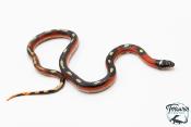 Faux corail de Sinaloa - Lampropeltis triangulum sinaloae "Splotched" 