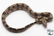 Boa constricteur - Boa imperator Mandarine Belly Amber