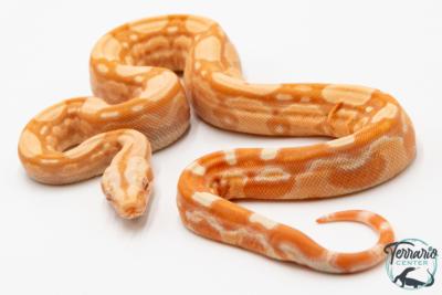 Boa constricteur - Boa imperator Albinos Kahl Jungle 