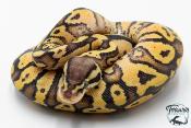 Python royal - Python regius Pastel Vanilla