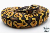 Python royal - Python regius Pastel Yellow Belly
