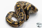 Python royal - Python regius Phantom Het Clown