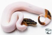 Python Royal - Python regius Piebald