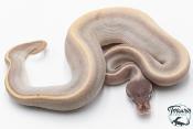 Python royal - Python regius Super Phantom Pinstripe