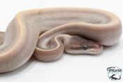 Python royal - Python regius Super Phantom Pinstripe