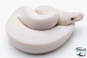 Python Royal - Python regius Leucistic