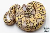 Python royal - Python regius Super Pastel Fire ( SuperFLy )