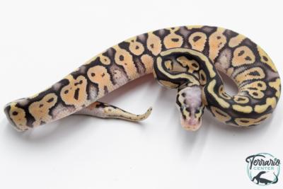 Python royal - Python regius Super Pastel