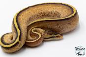 Python royal - Python regius Super Stripe