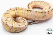 Python royal - Python Regius Vanilla Scream
