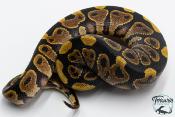 Python royal - Python regius Yellow Belly