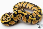 Python royal - Python regius Pastel