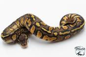 Python royal - Python regius Stranger Pastel het Hypo