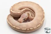 Python royal - Python regius Banana Mojave GHI Pastel