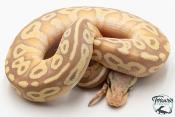 Python royal - Python regius Banana Pastave