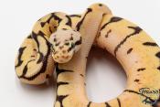 Python royal - Python regius Bumblebee Fire