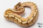 Python royal - Python regius Butter Bee