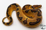 Python royal - Python regius Clown Enchi