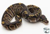 Python royal - Python regius GHI