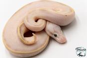 Python Royal - Python regius Ivory Pastel