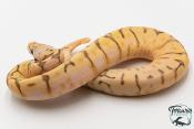 Python royal - Python regius Killer Bee Orange Dream