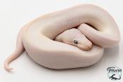 Python Royal - Python regius Leucistic
