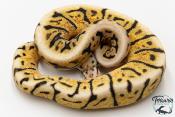Python royal - Python regius Bumblebee GHI