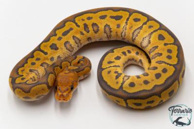 Python royal - Python regius Clown Hypo