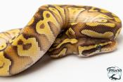 Python royal - Python Regius Enchi Pastave