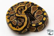 Python royal - Python regius Gravel