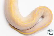 Python Royal - Python regius Ivory
